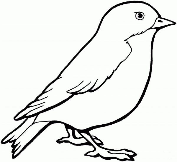 Sparrow coloring page image