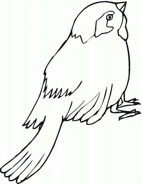 Sparrow coloring page image