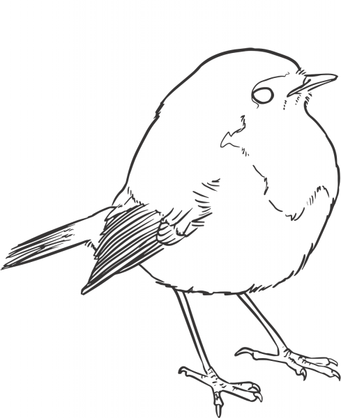Sparrow coloring page image