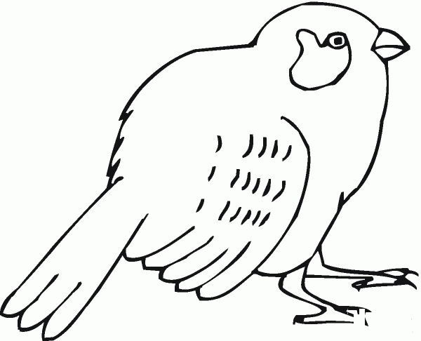 Sparrow coloring page image