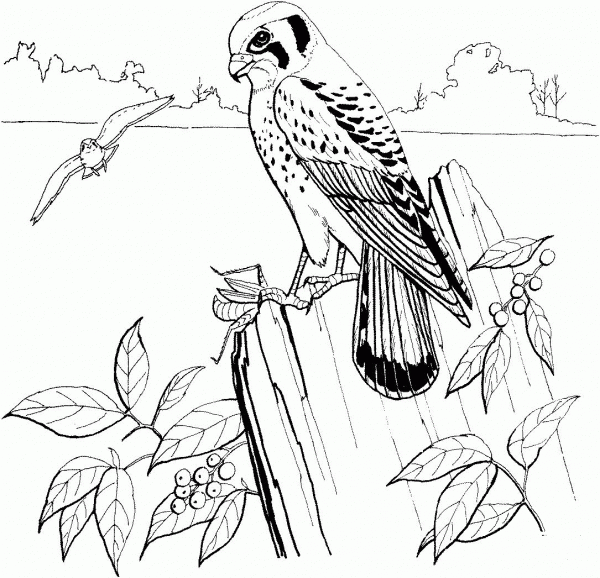 Sparrow Hawk or American Kestrel coloring page image