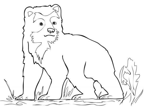 Spectacled Bear Cub coloring page image