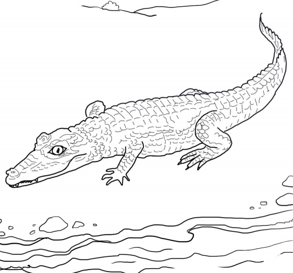 Spectacled Caiman coloring page image