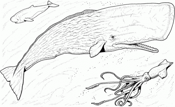 Sperm Whale Baby and Greater Hooked Squid coloring page image