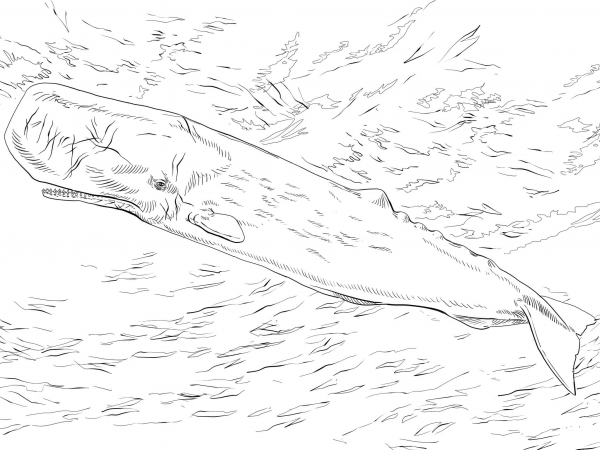 Sperm Whale or Cachalot coloring page image