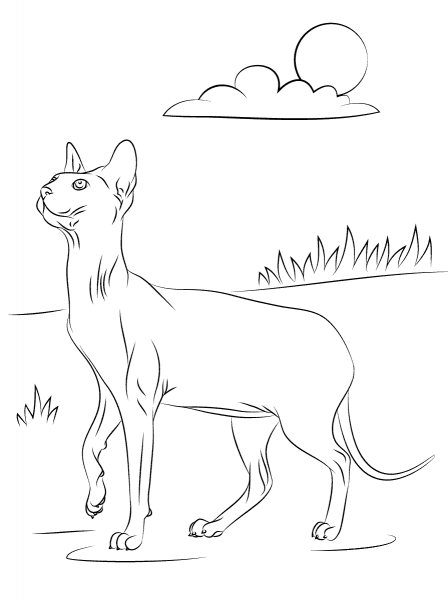 Sphynx Cat coloring page image