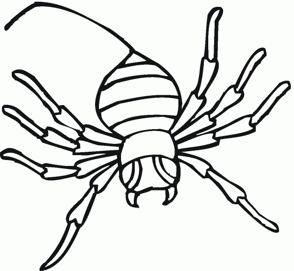 Spider 13 coloring page image