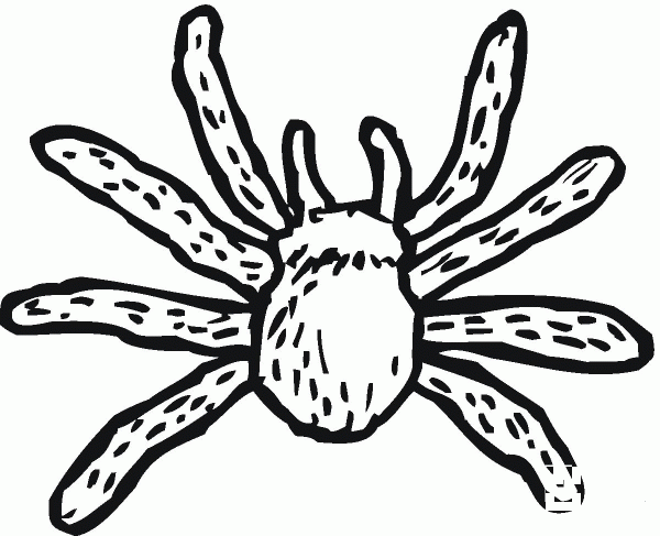 Spider 15 coloring page image