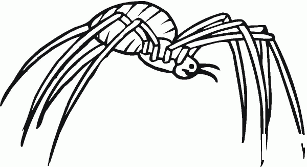 Spider 17 coloring page image