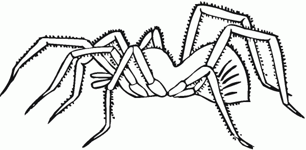Spider 18 coloring page image