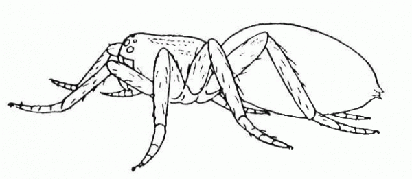 Spider 26 coloring page image