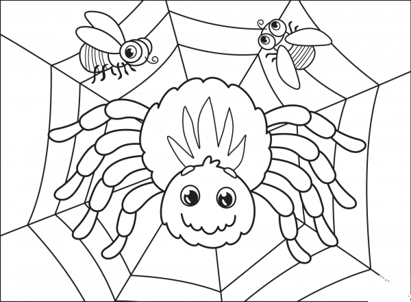 Spider coloring page image
