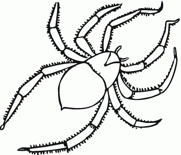 Spider coloring page image