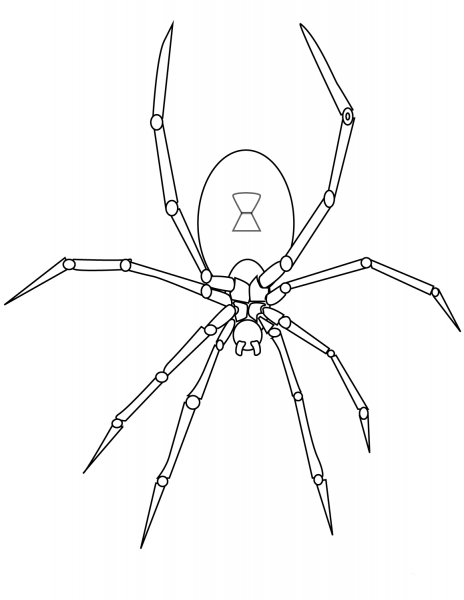 Spider coloring page image