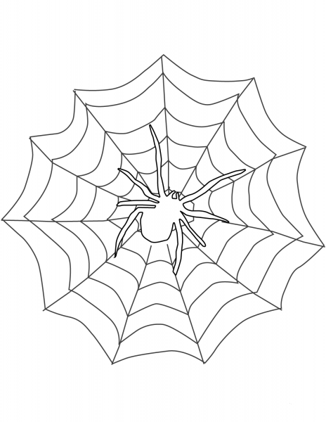 Spider coloring page image