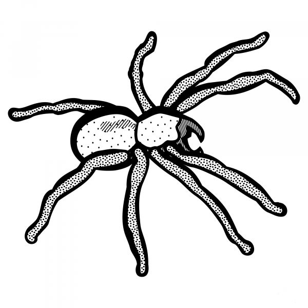 Spider coloring page image
