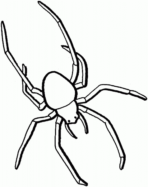 Spider coloring page image