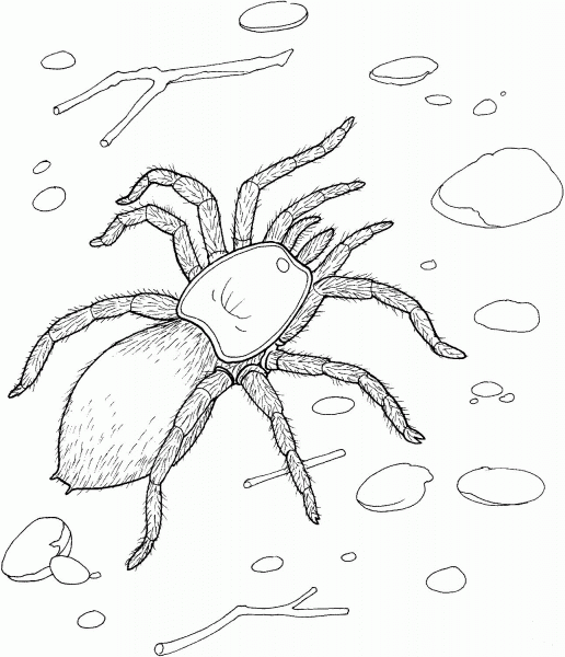 Spider coloring page image
