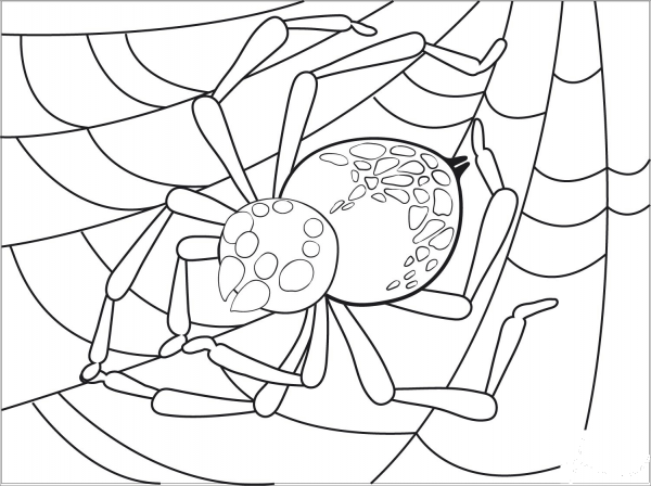 Spider coloring page image