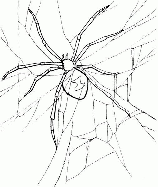 Spider coloring page image