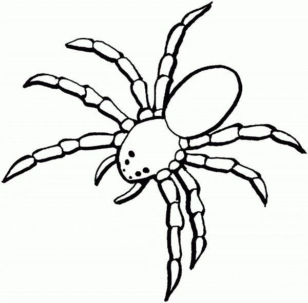 Spider coloring page image