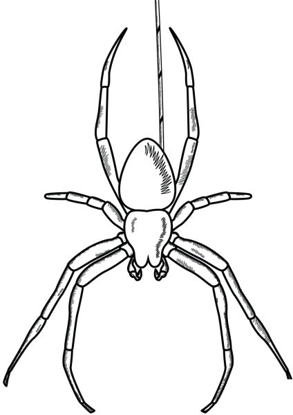 Spider coloring page image