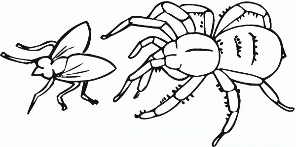 Spider hunting a fly coloring page image