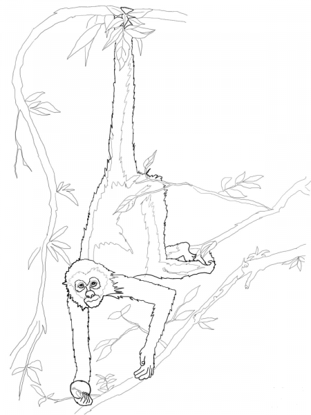 Spider Monkey coloring page image