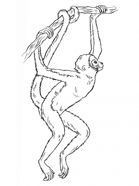 Spider monkey hanging from tree coloring page image