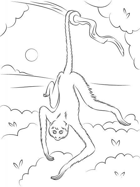 Spider Monkey Hanging on Tree coloring page image