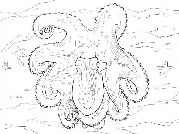 Spider Octopus coloring page image