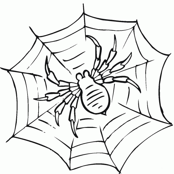 Spider on a web coloring page image