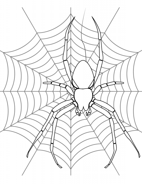 Spider on its Web coloring page image