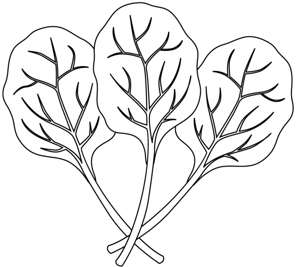 Spinach coloring page image