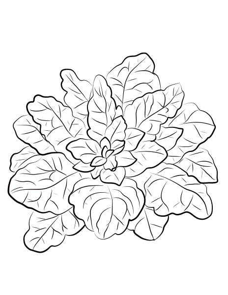 Spinach coloring page image