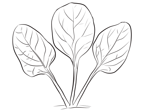 Spinach Leaves coloring page image