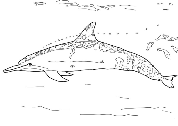 Spinner Dolphin coloring page image