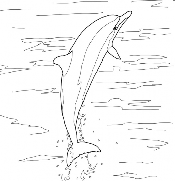 Spinner Dolphin Jumping coloring page image