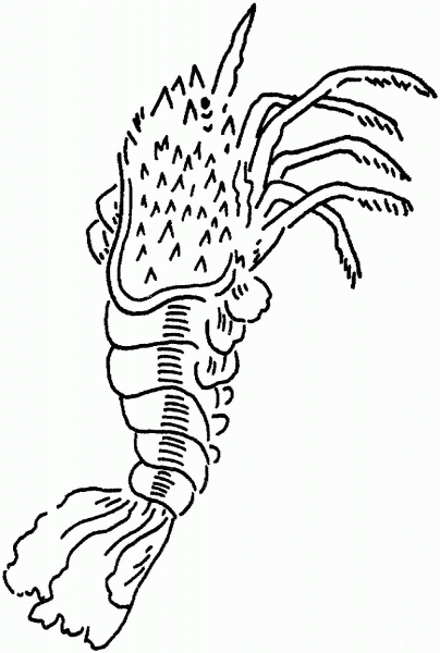 Spiny lobster coloring page image