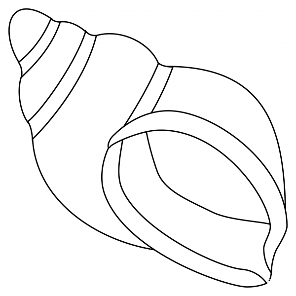 Spiral Shell coloring page image