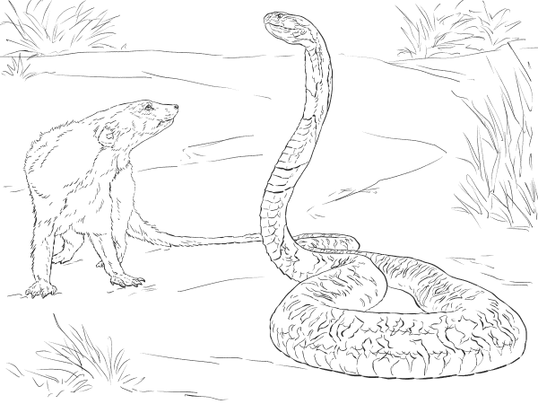 Spitting Cobra And Mongoose coloring page image