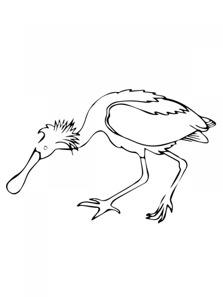 Spoonbill Bird coloring page image
