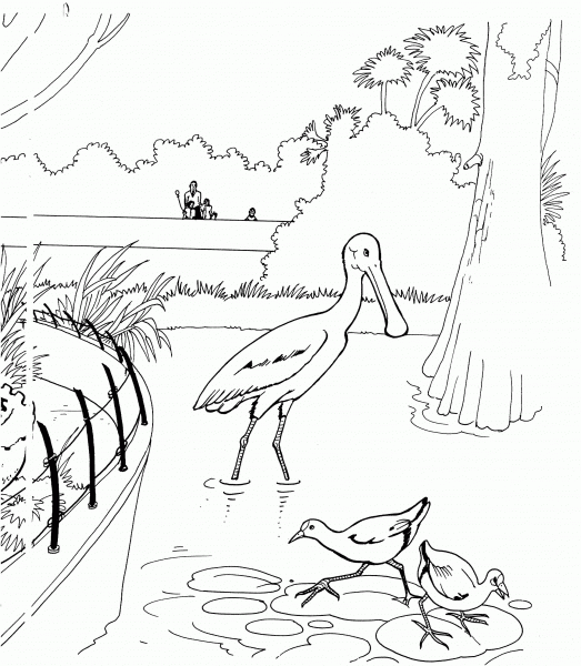 Spoonbill Bird in a Zoo coloring page image