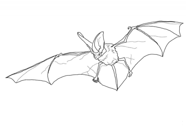 Spotted Bat coloring page image