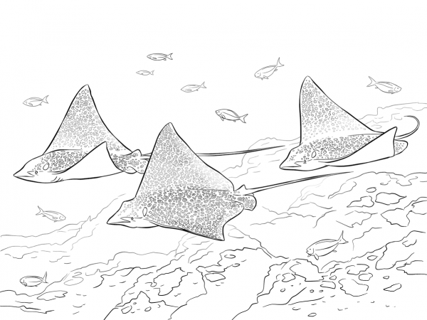 Spotted Eagle Rays coloring page image