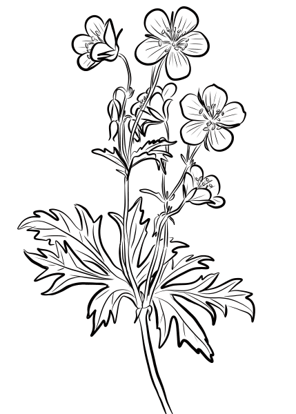 Spotted Geranium coloring page image