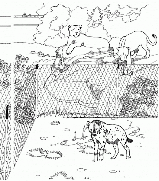 Spotted Hyena and Lionesses in a Zoo coloring page image