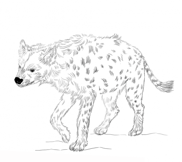 Spotted Hyena coloring page image