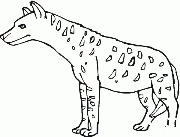 Spotted Hyena or Tiger Wolf coloring page image