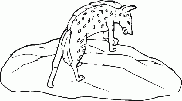 Spotted Hyena Stands On Stone coloring page image